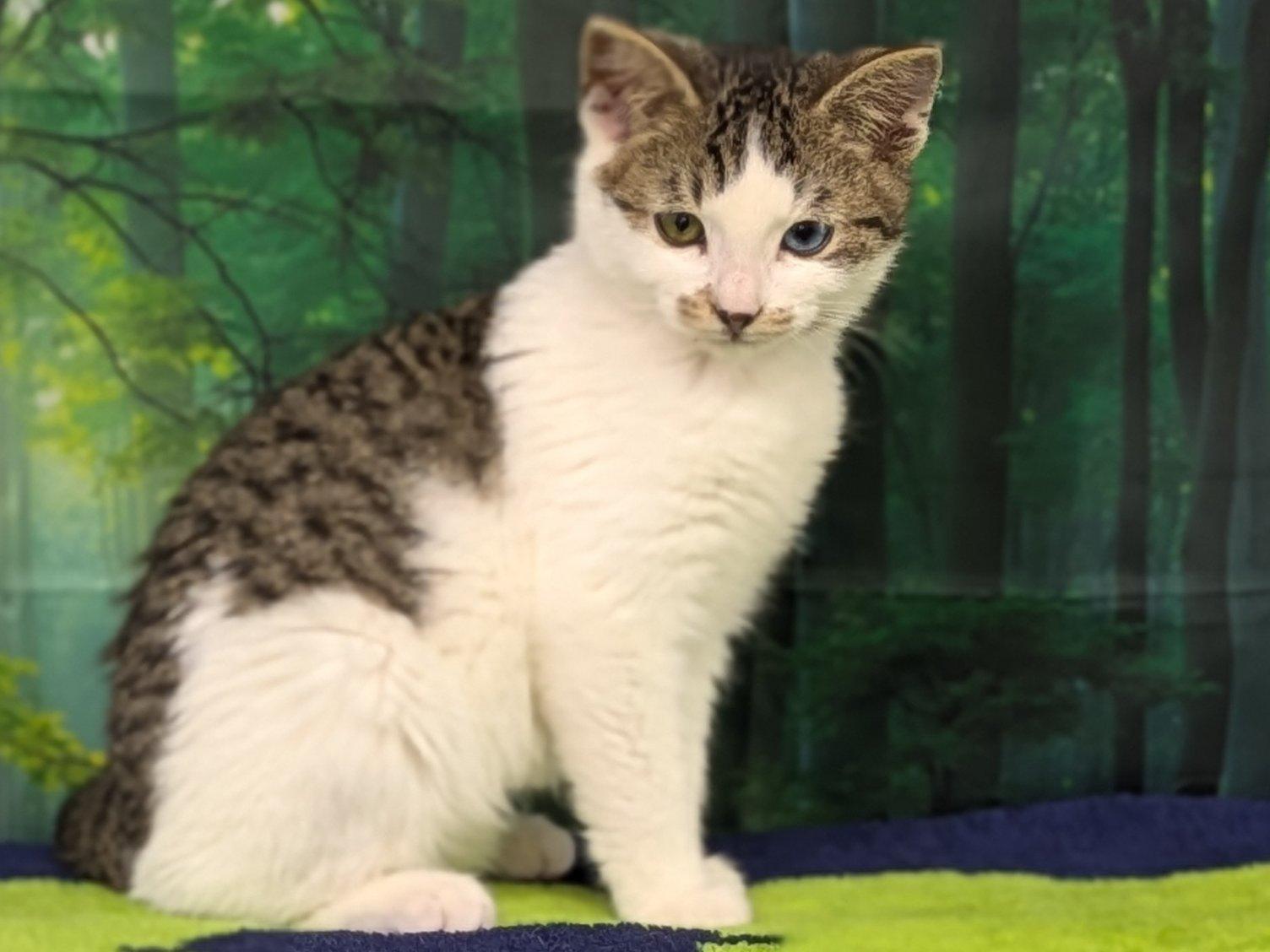 Carne, an adoptable Domestic Short Hair, Tabby in Republic, WA, 99166 | Photo Image 3