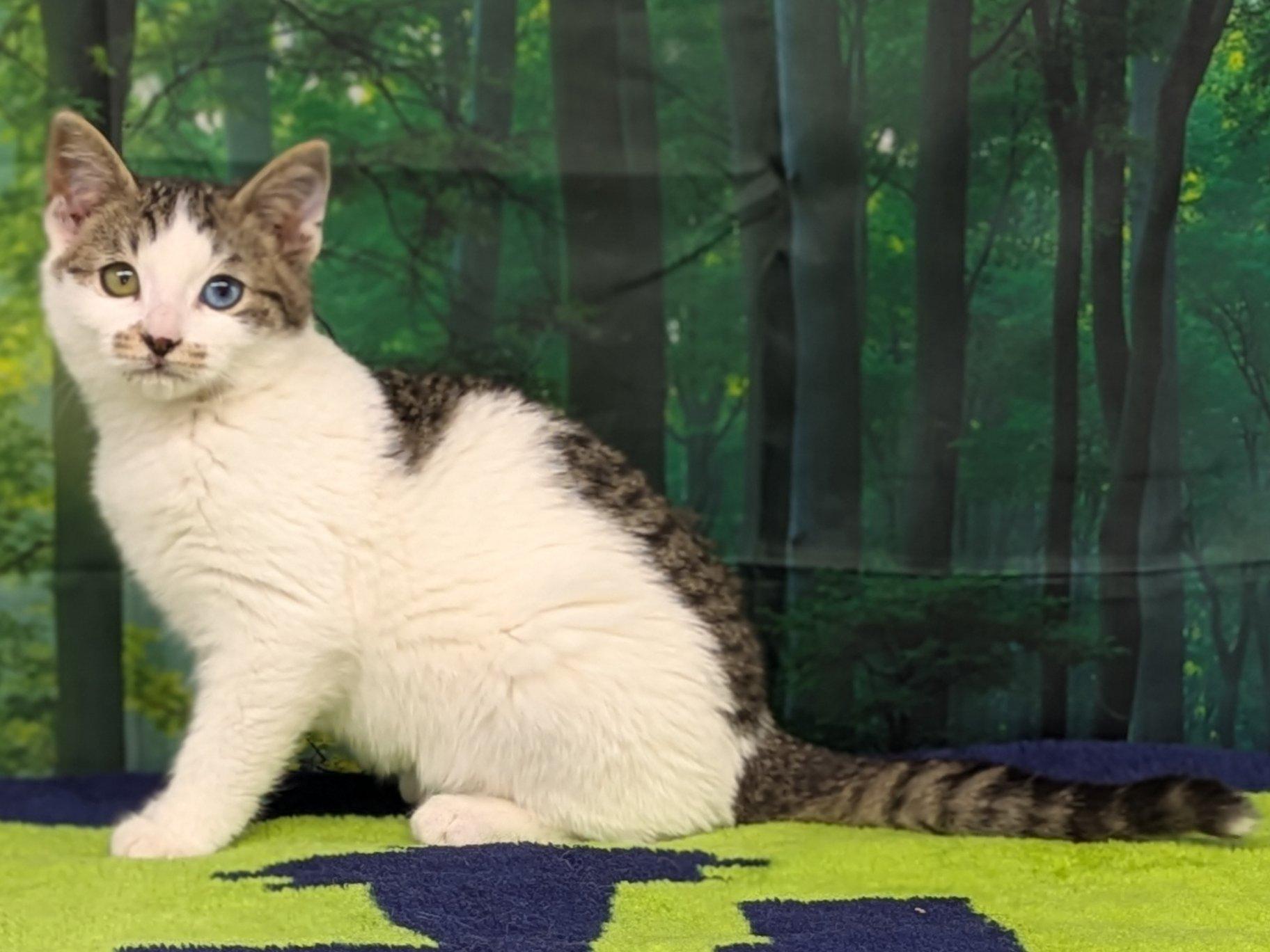 Carne, an adoptable Domestic Short Hair, Tabby in Republic, WA, 99166 | Photo Image 4