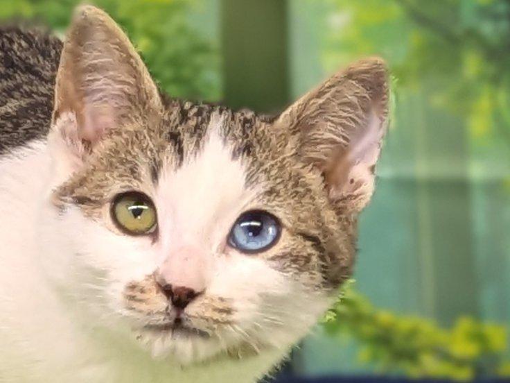 Carne, an adoptable Domestic Short Hair, Tabby in Republic, WA, 99166 | Photo Image 1