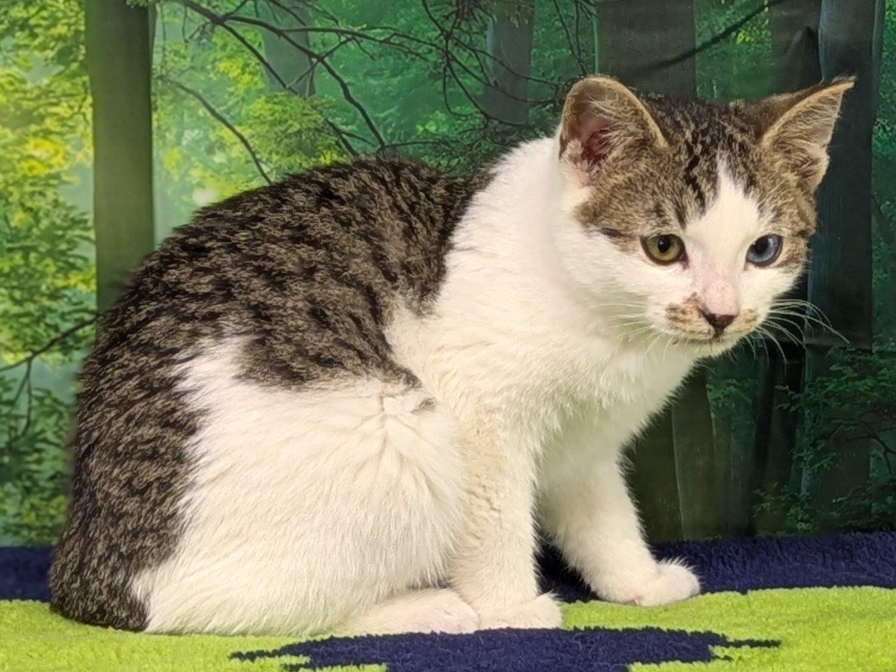 Carne, an adoptable Domestic Short Hair, Tabby in Republic, WA, 99166 | Photo Image 5