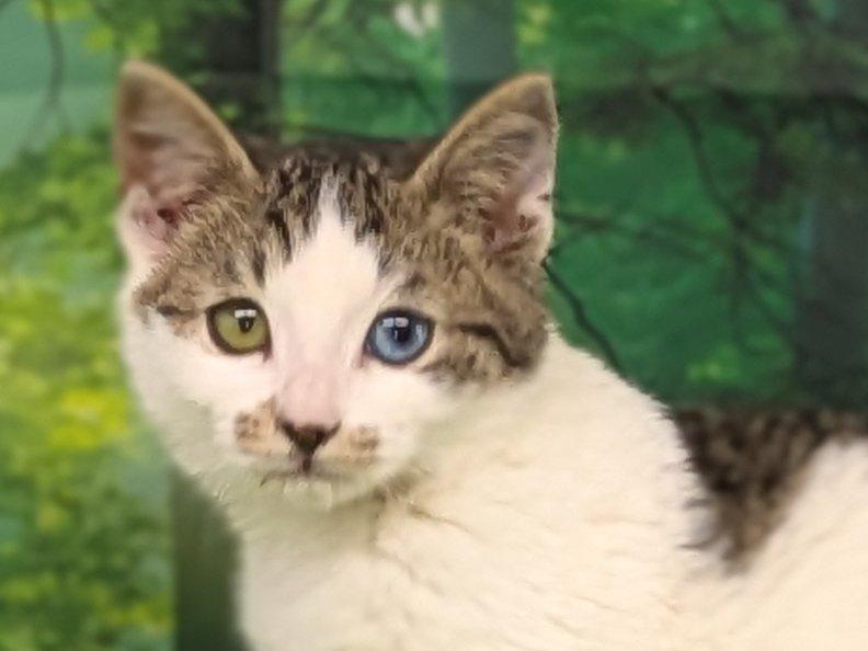 Carne, an adoptable Domestic Short Hair, Tabby in Republic, WA, 99166 | Photo Image 2