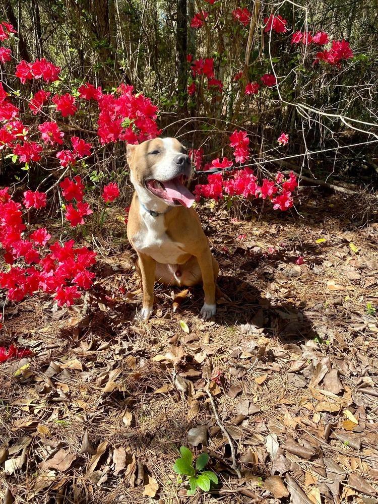 Enlarge Thai (Scrappy J), a Adoptable mixed breed in Fredericton, NB image 1/6