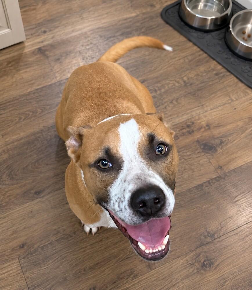 Thai (Scrappy J), Adoptable, Adult Male Black Mouth Cur & Pit Bull Terrier.