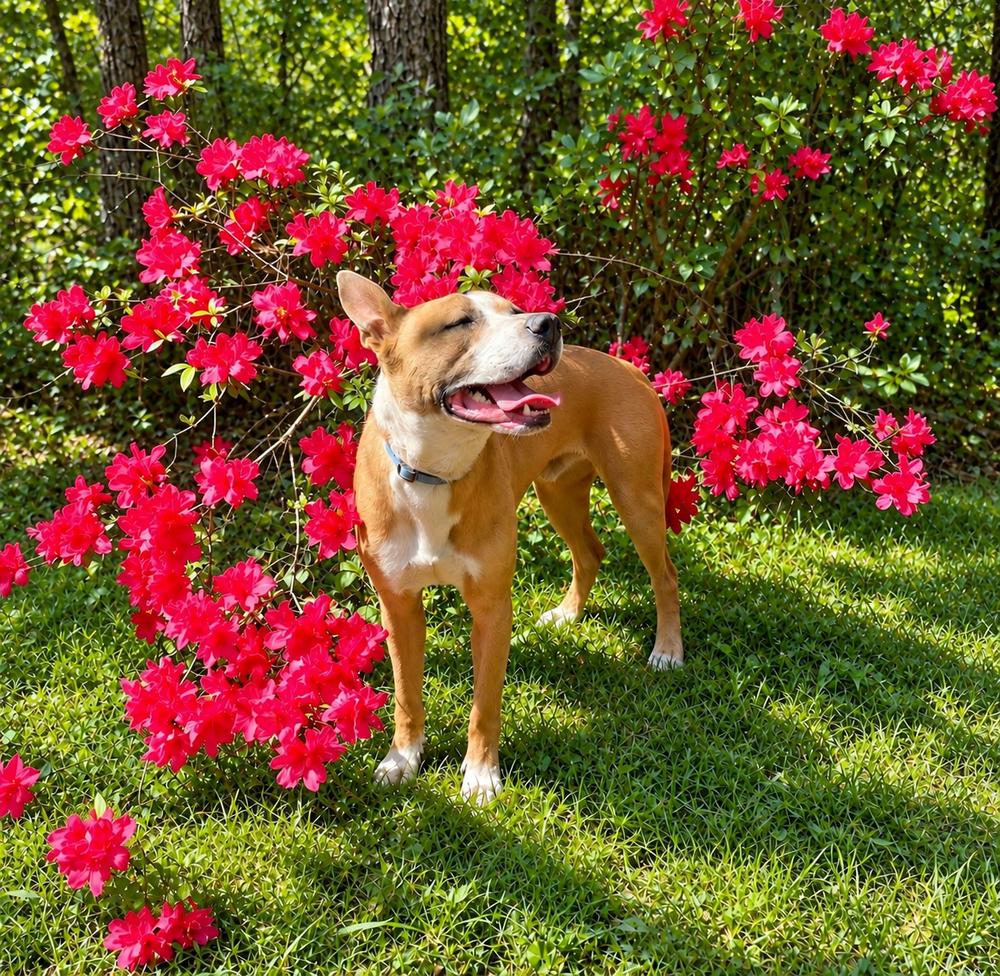Enlarge Thai (Scrappy J), a Adoptable mixed breed in Fredericton, NB image 3/6