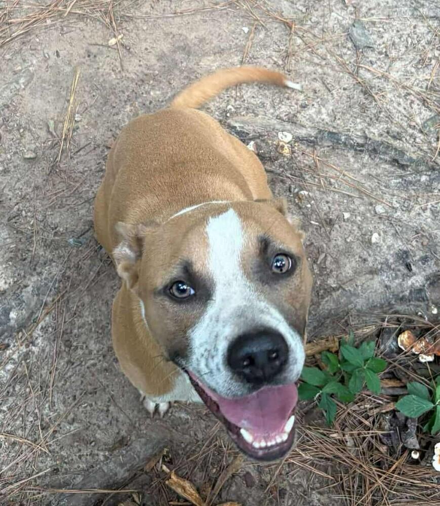 Enlarge Thai (Scrappy J), a Adoptable mixed breed in Fredericton, NB image 2/6