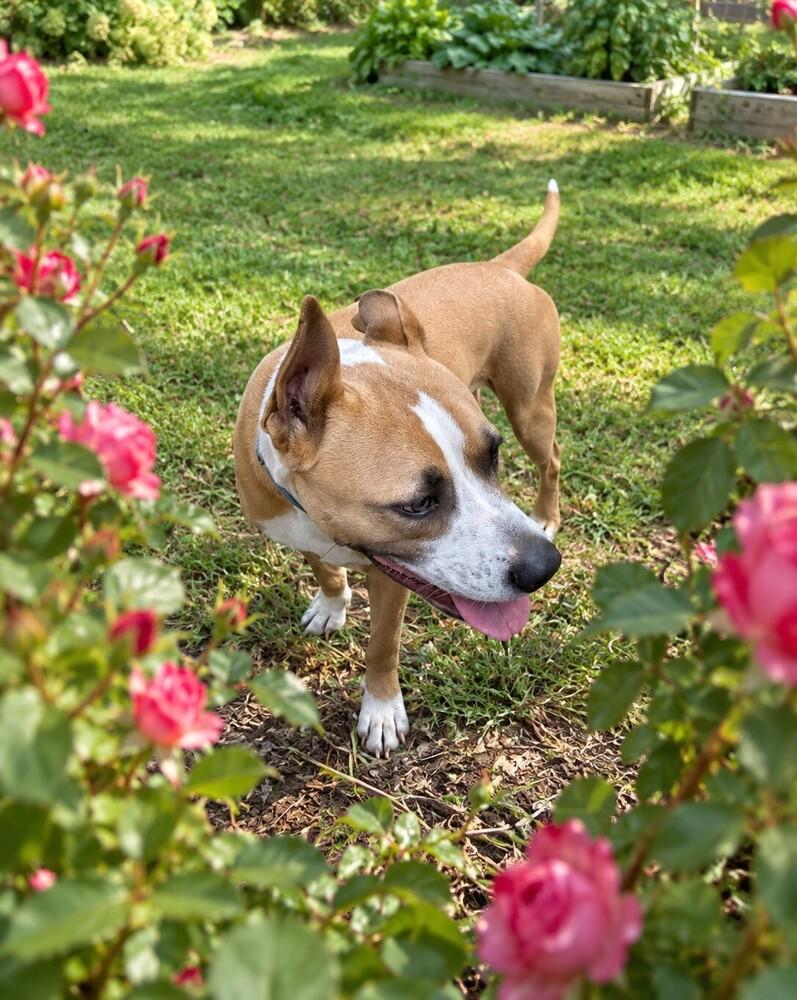 Enlarge Thai (Scrappy J), a Adoptable mixed breed in Fredericton, NB image 5/6