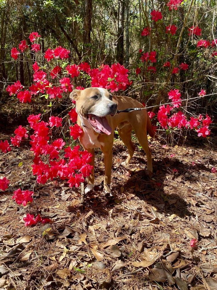 Enlarge Thai (Scrappy J), a Adoptable mixed breed in Fredericton, NB image 3/6