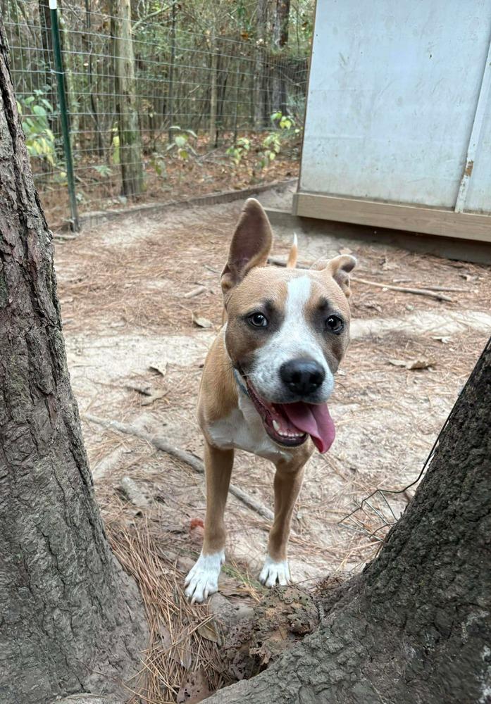 Enlarge Thai (Scrappy J), a Adoptable mixed breed in Fredericton, NB image 4/6