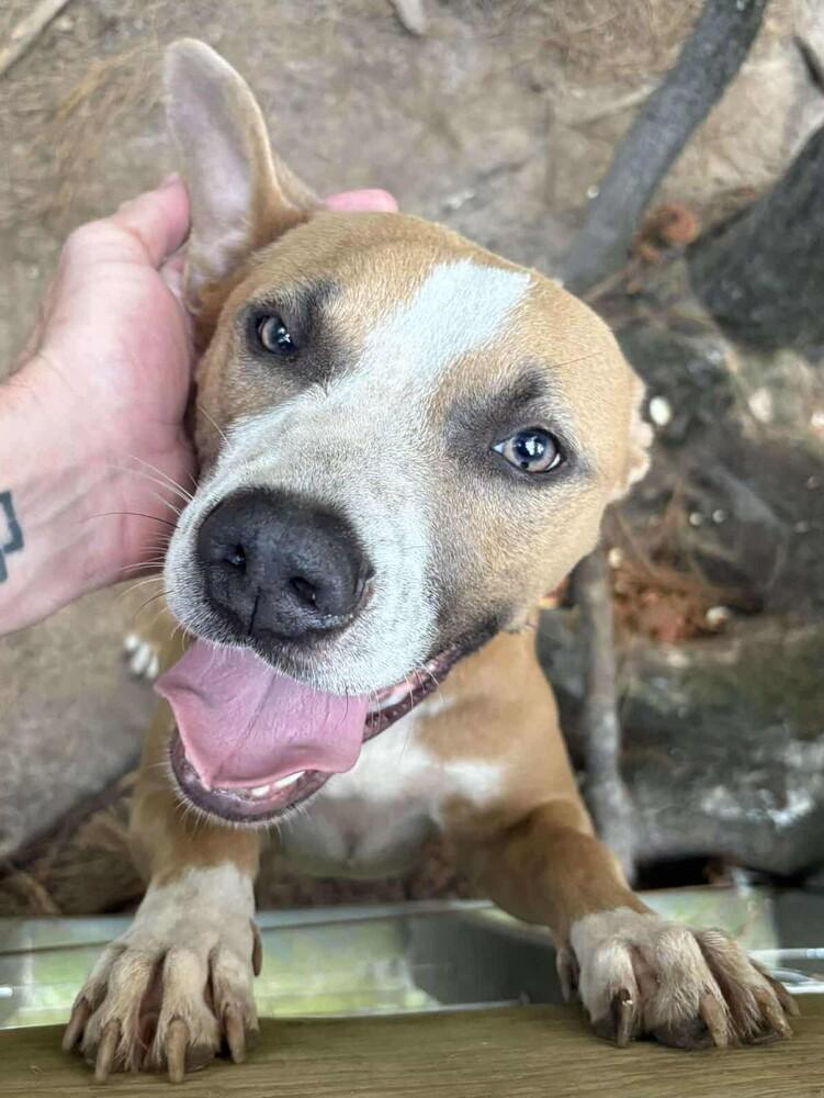 Enlarge Thai (Scrappy J), a Adoptable mixed breed in Fredericton, NB image 5/6