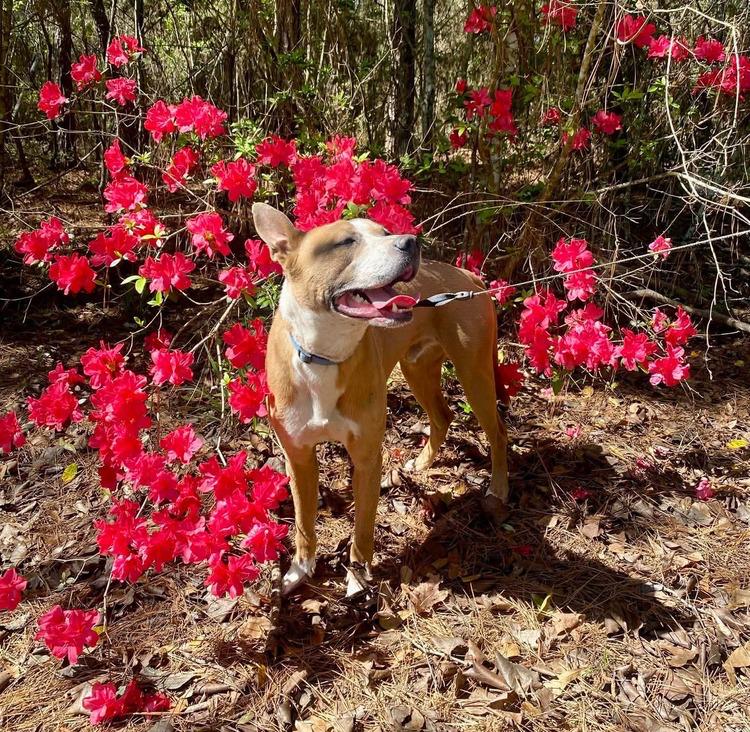 Thai (Scrappy J), Adoptable, Adult Male Black Mouth Cur & Pit Bull Terrier.