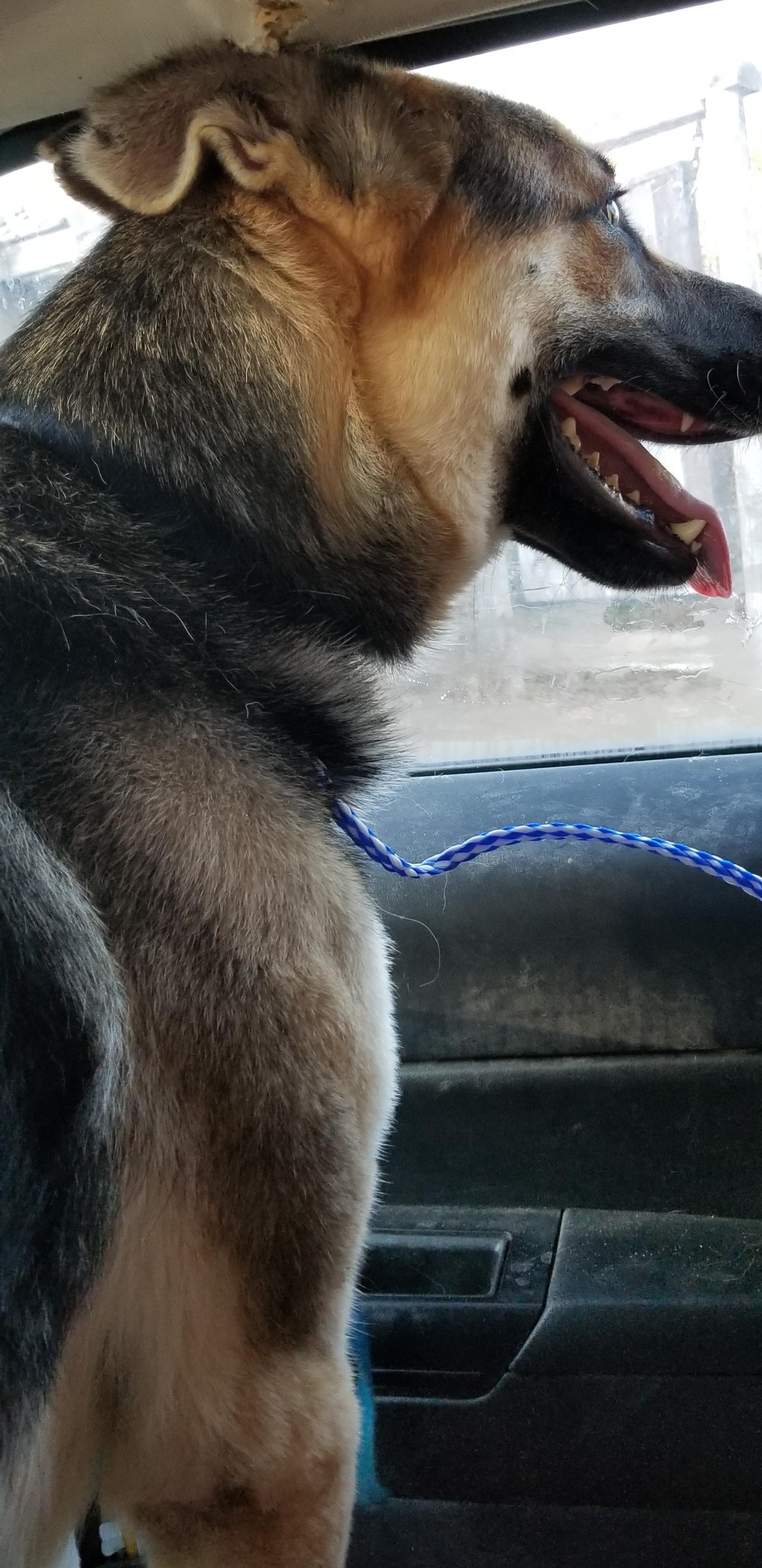 Enlarge Ringo, a Adoptable German Shepherd Dog in Ventura, CA image 2/6