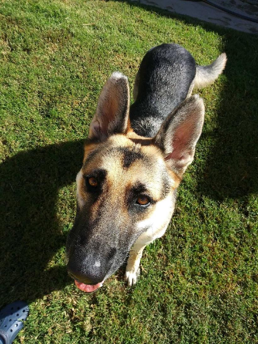 Ringo, Adoptable, Adult Male German Shepherd Dog.
