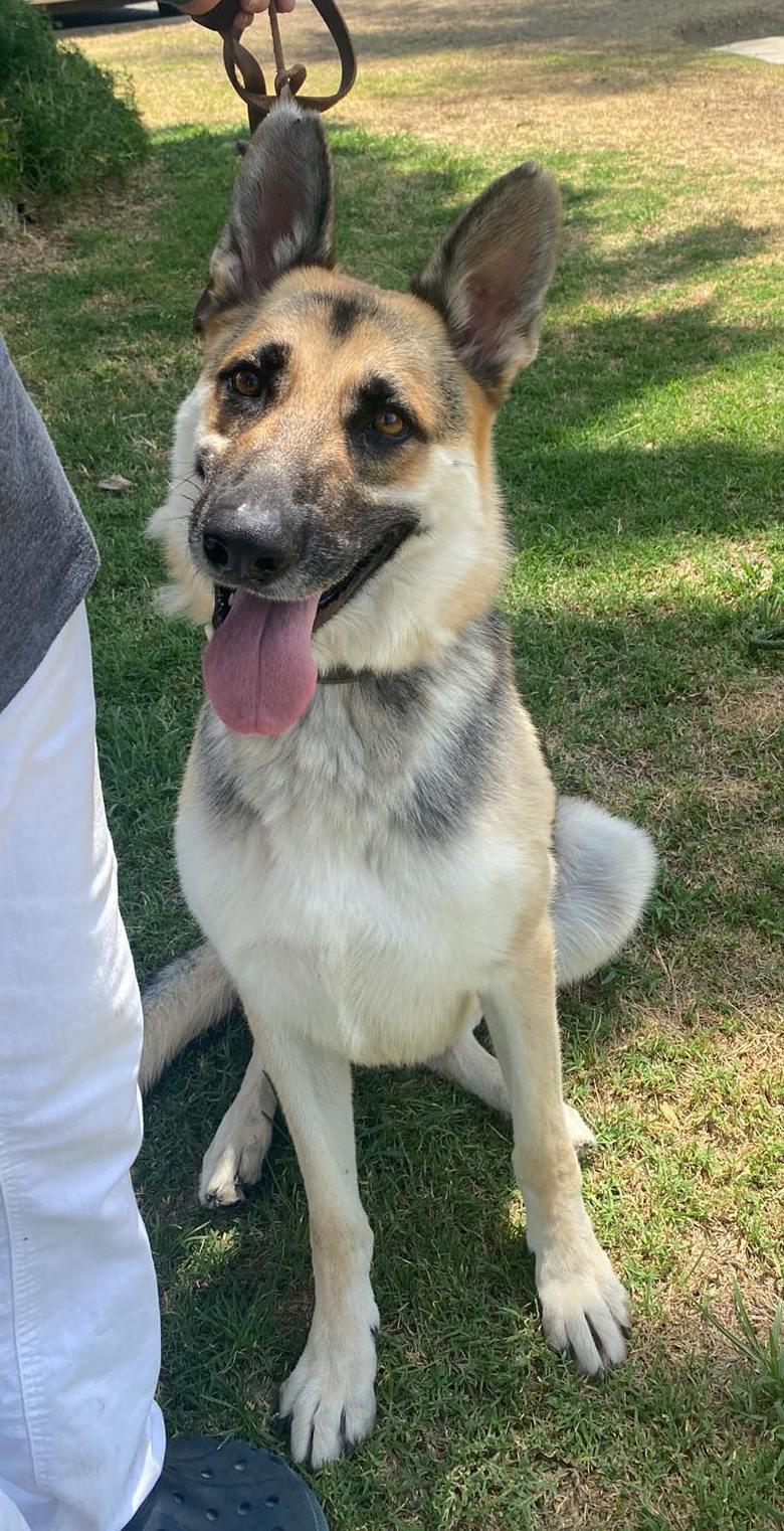 Enlarge Ringo, a Adoptable German Shepherd Dog in Ventura, CA image 4/6