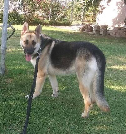 Enlarge Ringo, a Adoptable German Shepherd Dog in Ventura, CA image 3/6