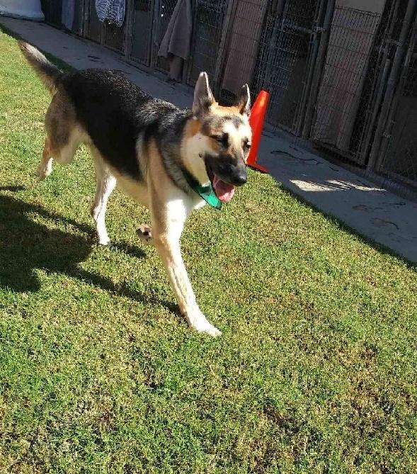 Enlarge Ringo, a Adoptable German Shepherd Dog in Ventura, CA image 6/6