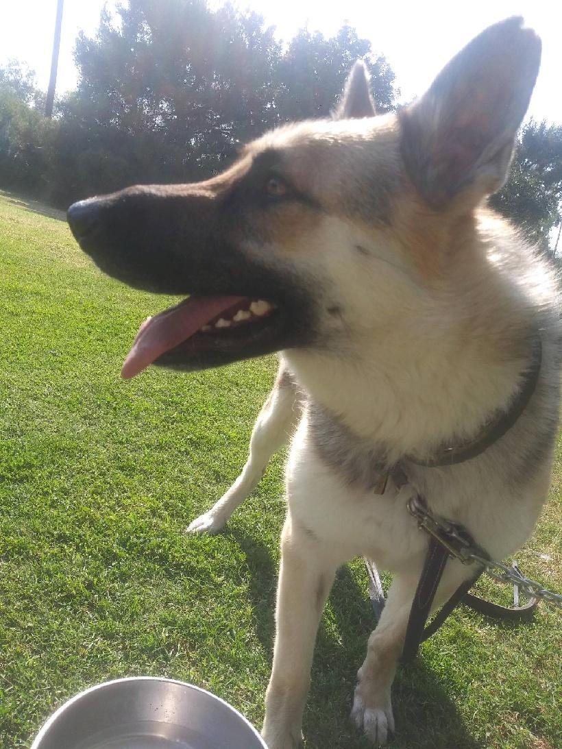 Enlarge Ringo, a Adoptable German Shepherd Dog in Ventura, CA image 5/6
