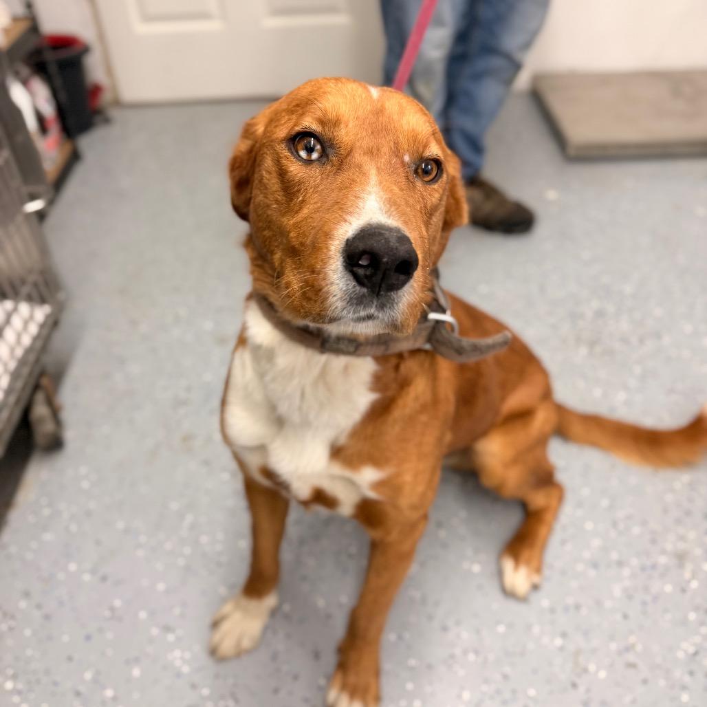 Shaggy, Adoptable, Adult Male Australian Shepherd & Mixed Breed.