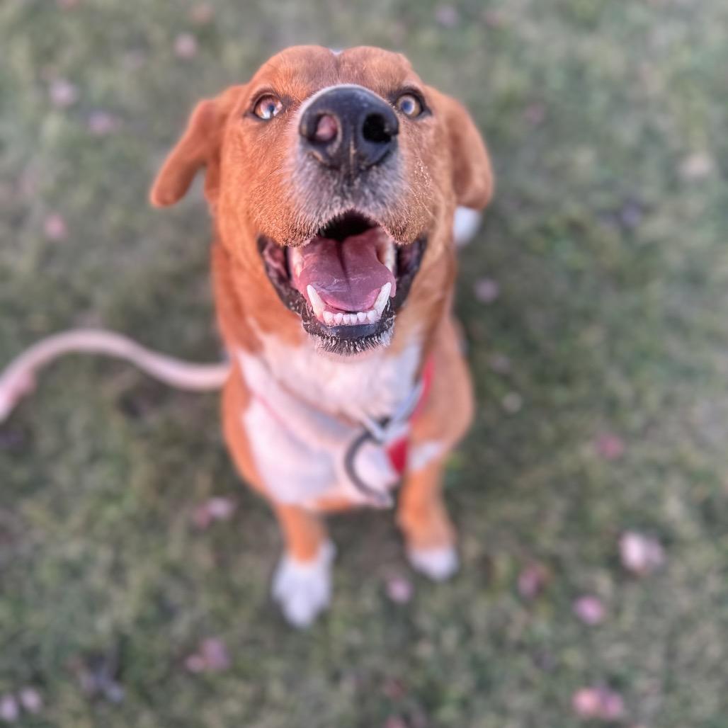 Enlarge Shaggy, a Adoptable mixed breed in Chariton, IA image 1/6
