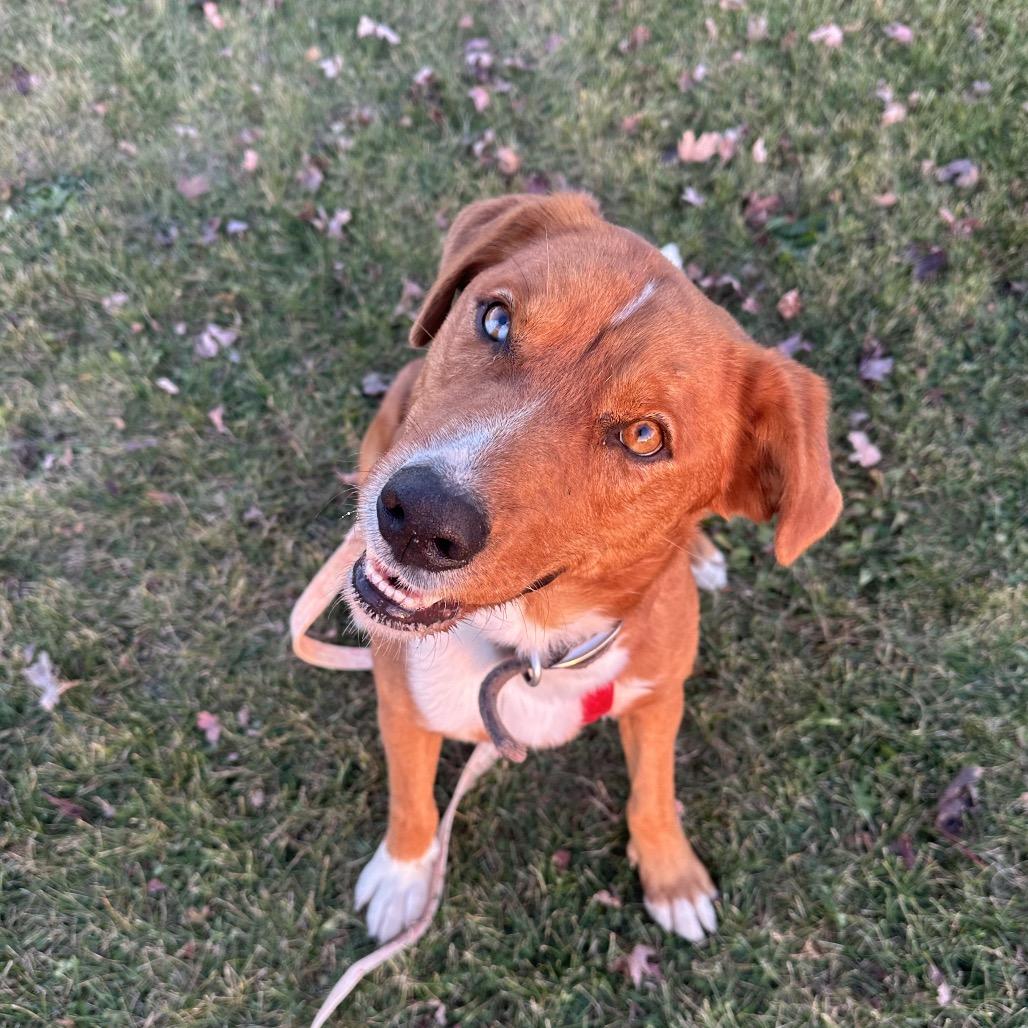 Enlarge Shaggy, a Adoptable mixed breed in Chariton, IA image 2/6