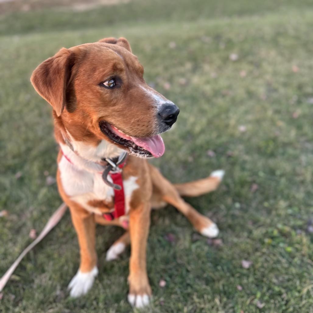 Enlarge Shaggy, a Adoptable mixed breed in Chariton, IA image 3/6