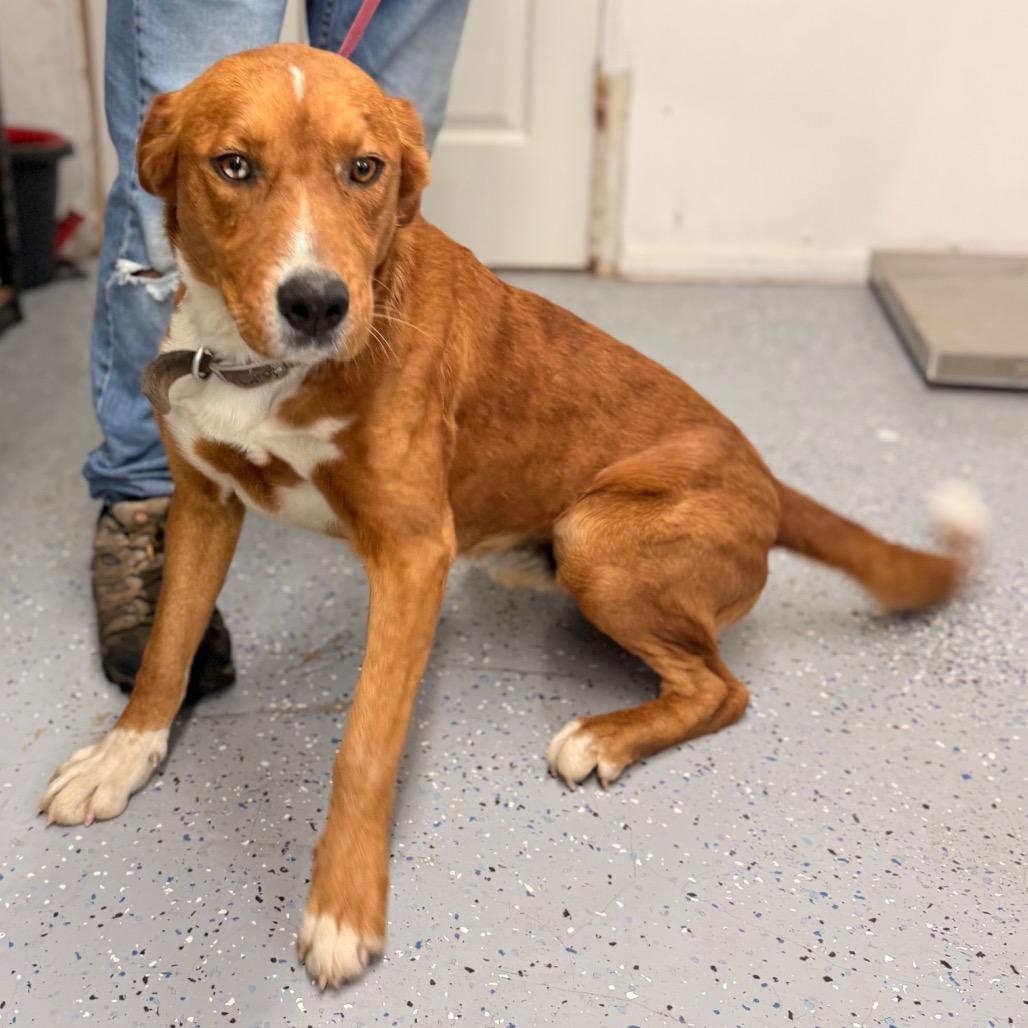 Enlarge Shaggy, a Adoptable mixed breed in Chariton, IA image 4/6