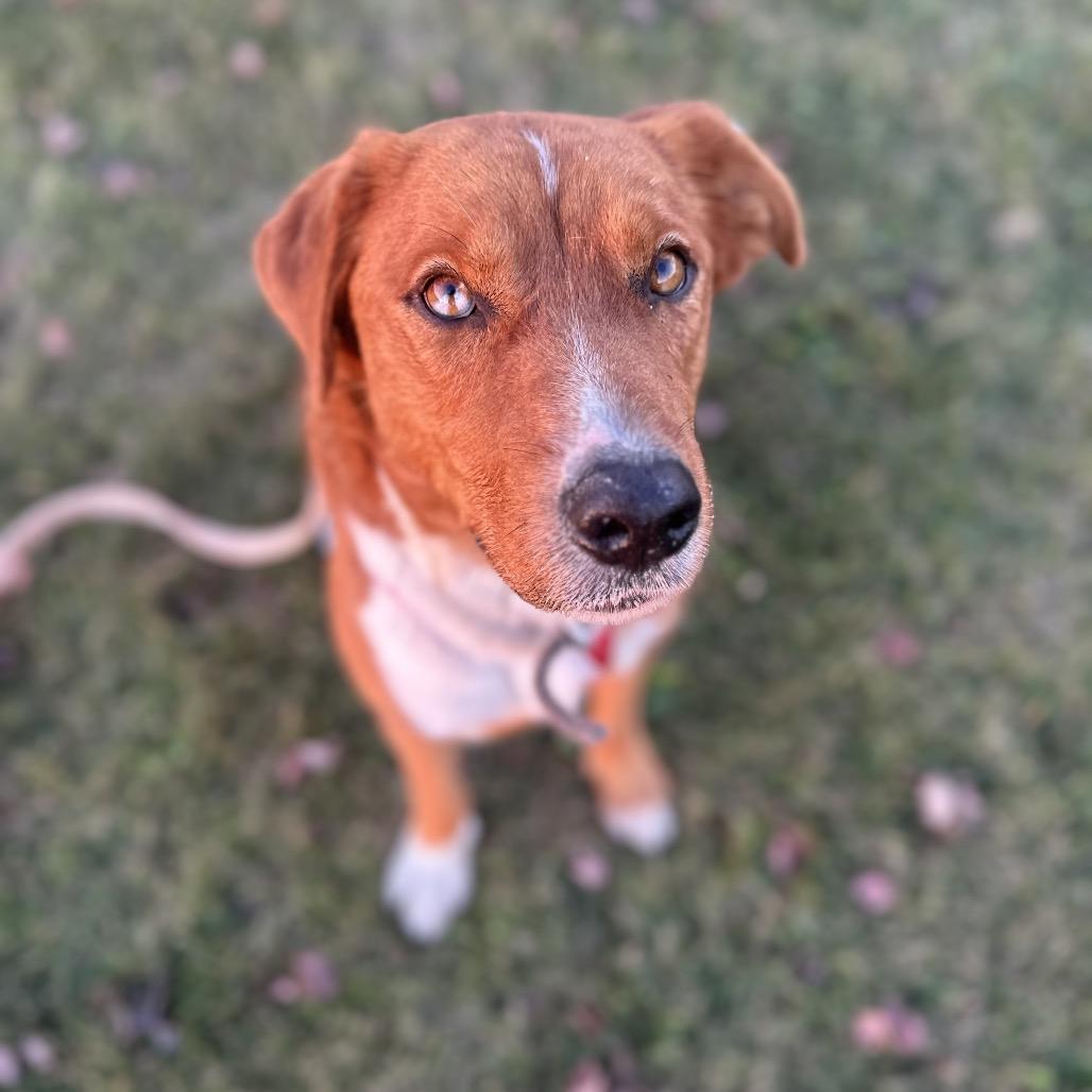 Enlarge Shaggy, a Adoptable mixed breed in Chariton, IA image 6/6