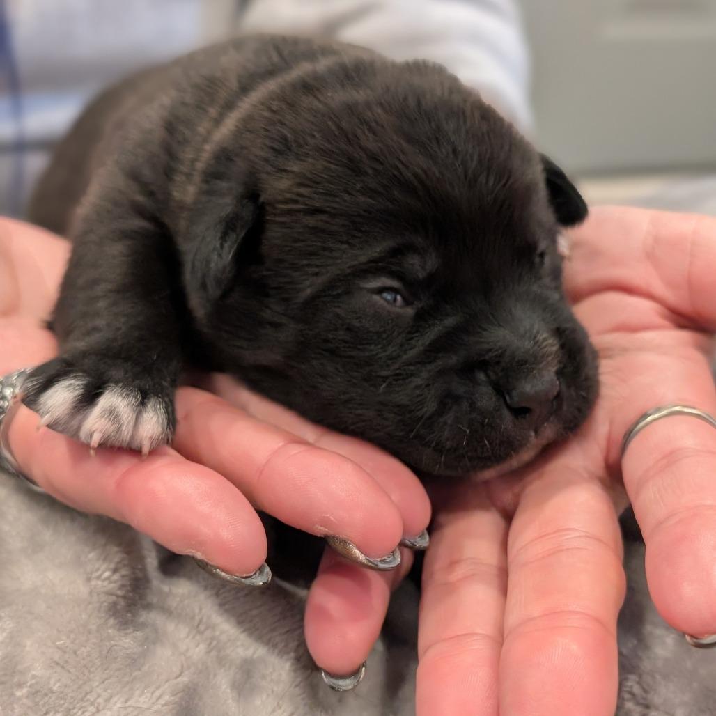 Opossum, Adoptable, Puppy Male Mixed Breed.