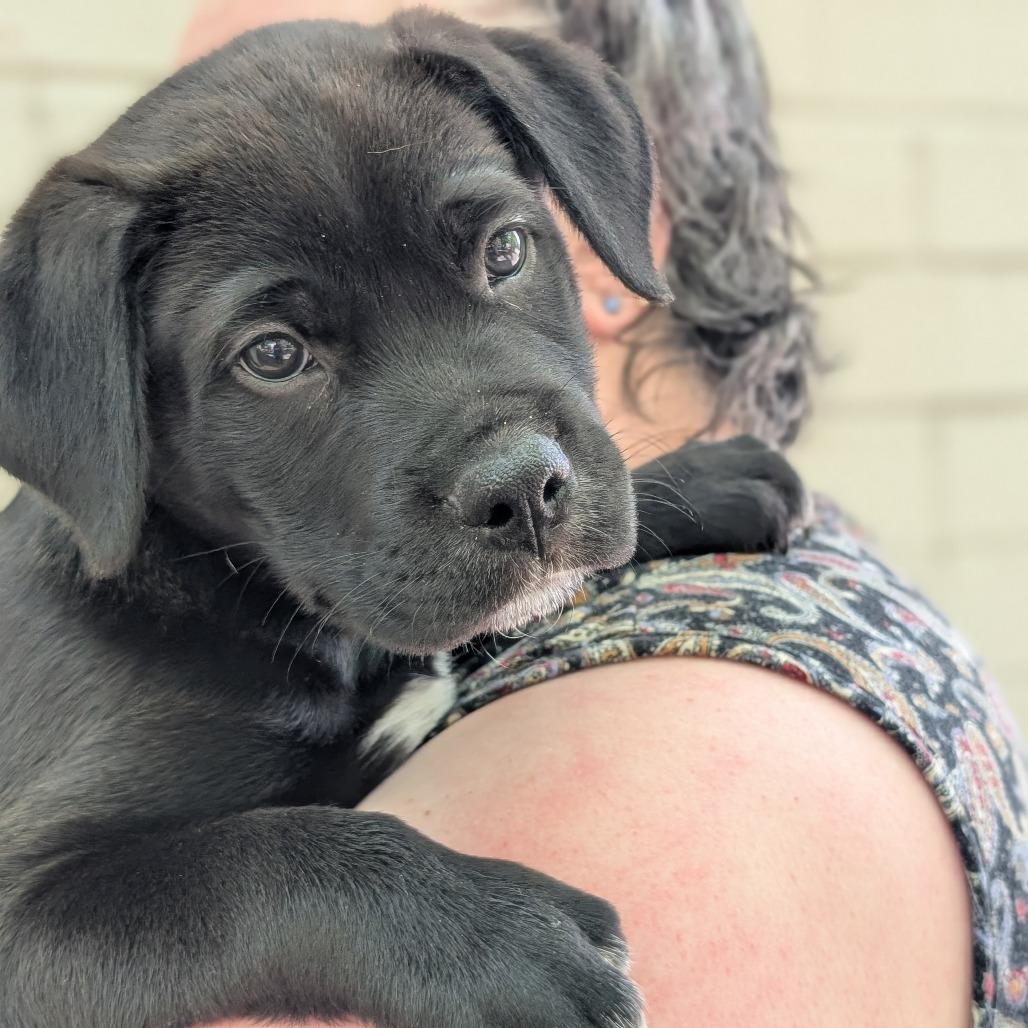 Enlarge Opossum, a Adoptable Mixed Breed in Asheville, NC image 2/6