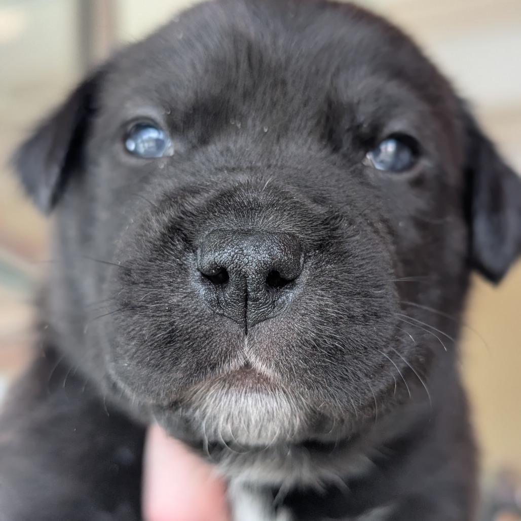 Enlarge Opossum, a Adoptable Mixed Breed in Asheville, NC image 3/6