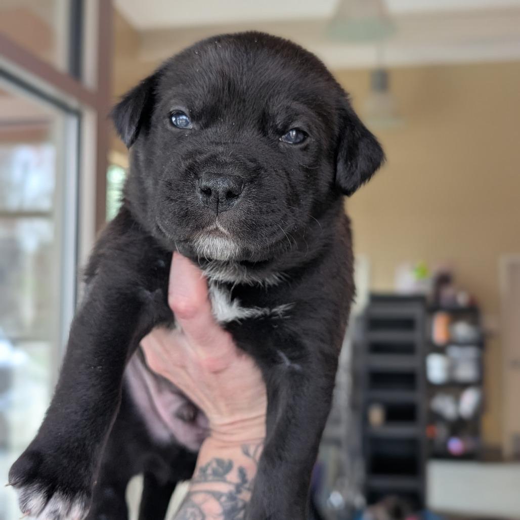 Enlarge Opossum, a Adoptable Mixed Breed in Asheville, NC image 5/6