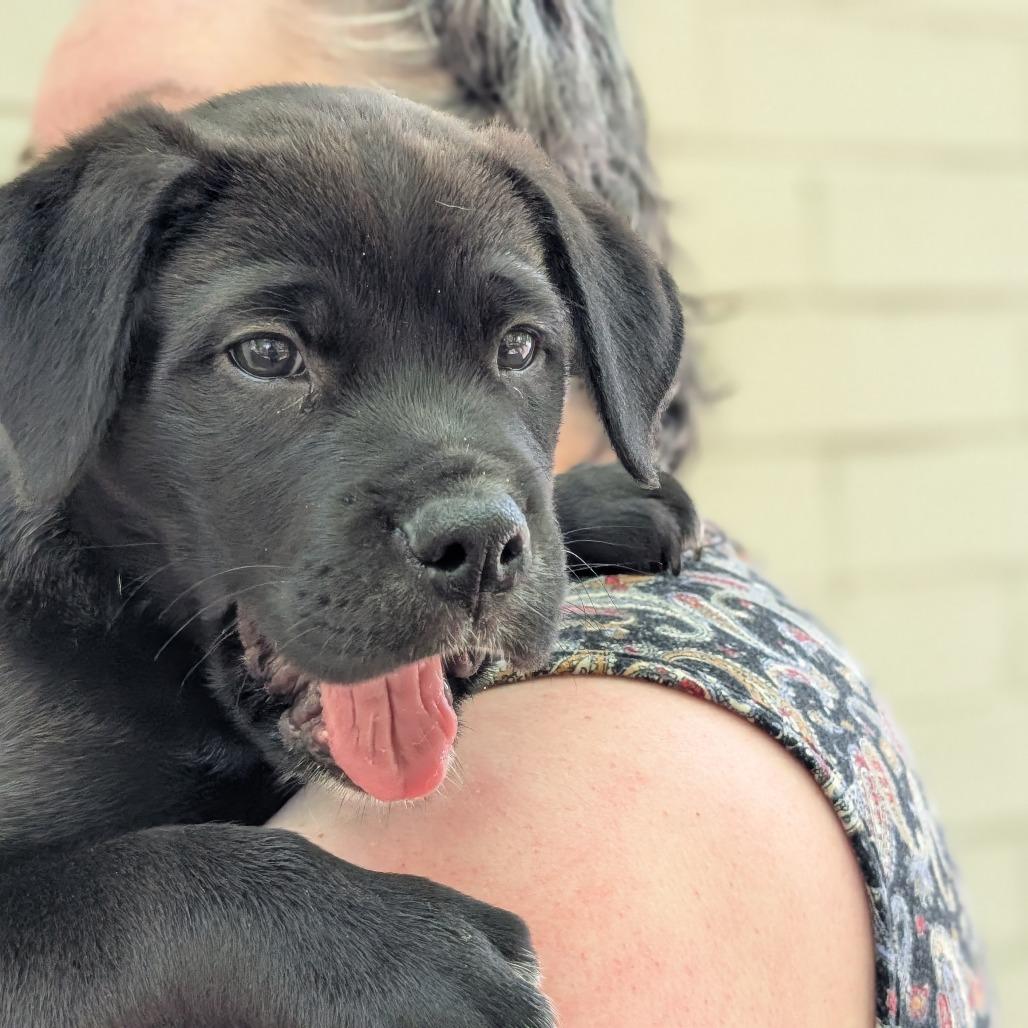 Enlarge Opossum, a Adoptable Mixed Breed in Asheville, NC image 6/6