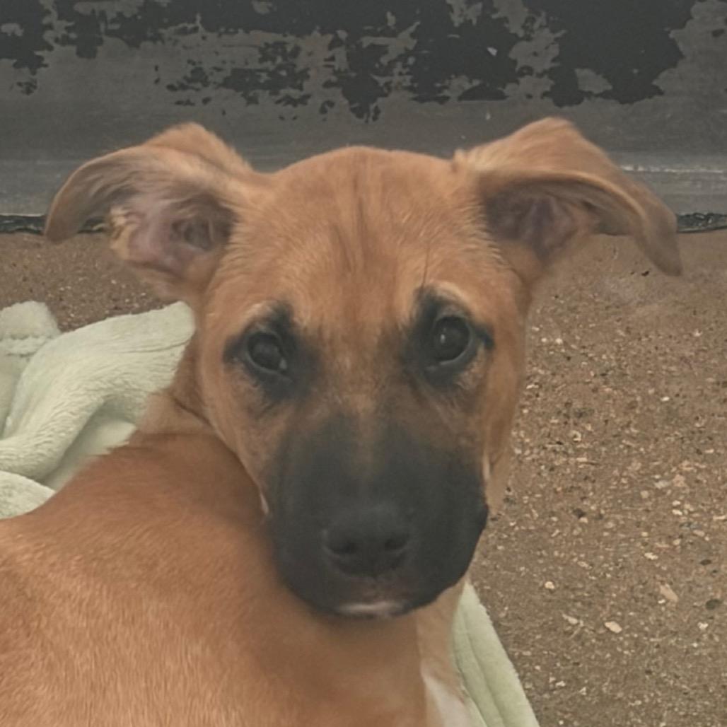 Pendleton, Adoptable, Puppy Male Mixed Breed.