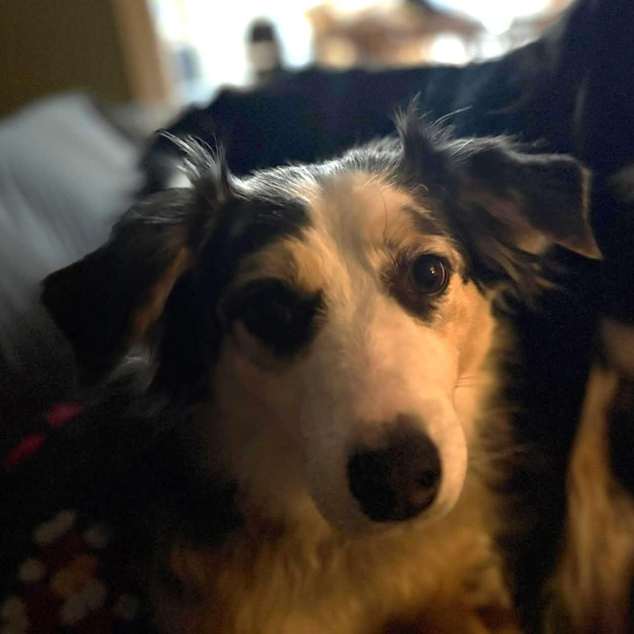 Fable, adoptable, Adult Female Australian Shepherd.