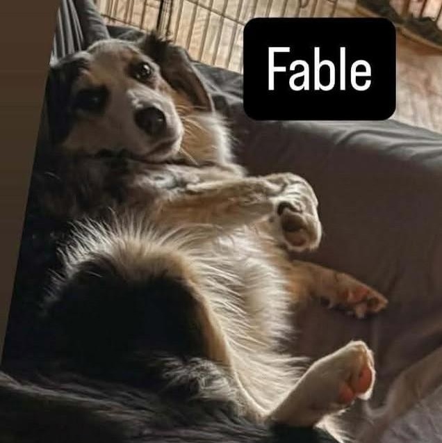 Enlarge Fable, an adoptable Australian Shepherd in Rochester, NY image 2/3