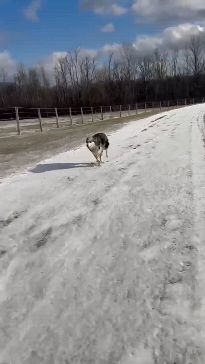 Enlarge Fable, an adoptable Australian Shepherd in Rochester, NY video 3/3