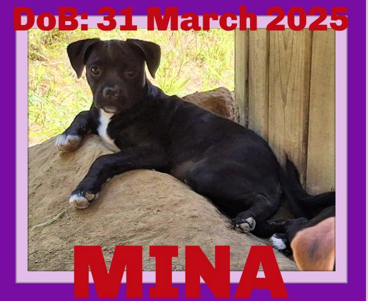 MINA, Adopted, Puppy Female Pug & Chihuahua.