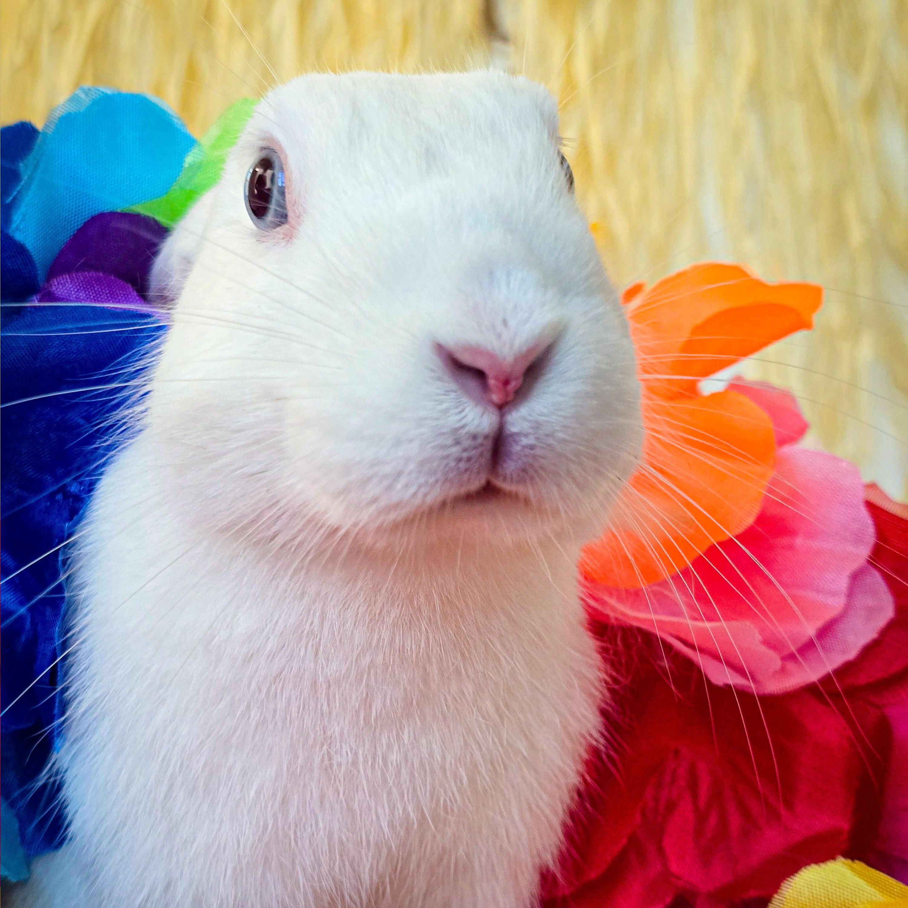 Bebe photo 3