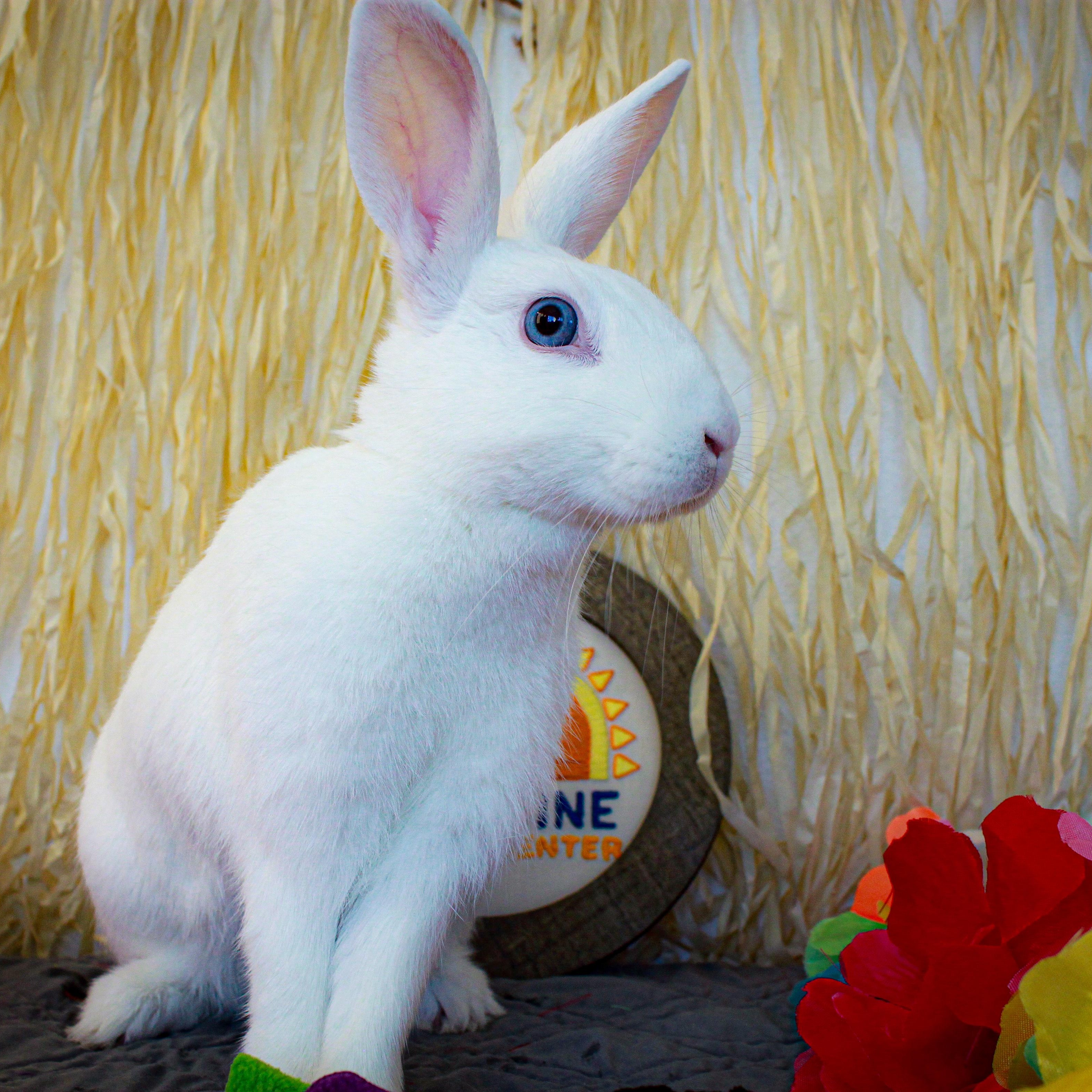 Bebe, Adult Female Florida White