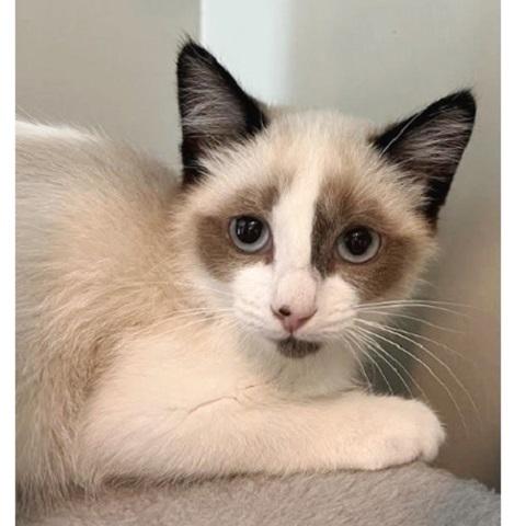 Marshmallow