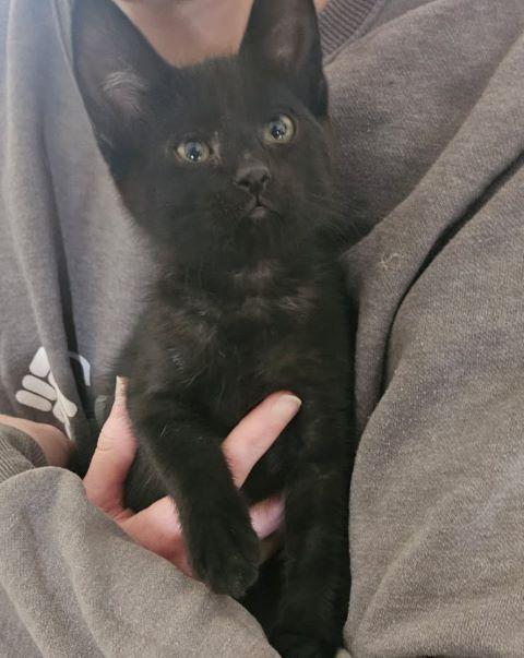 Pepper, Adoptable, Kitten Male Domestic Short Hair.