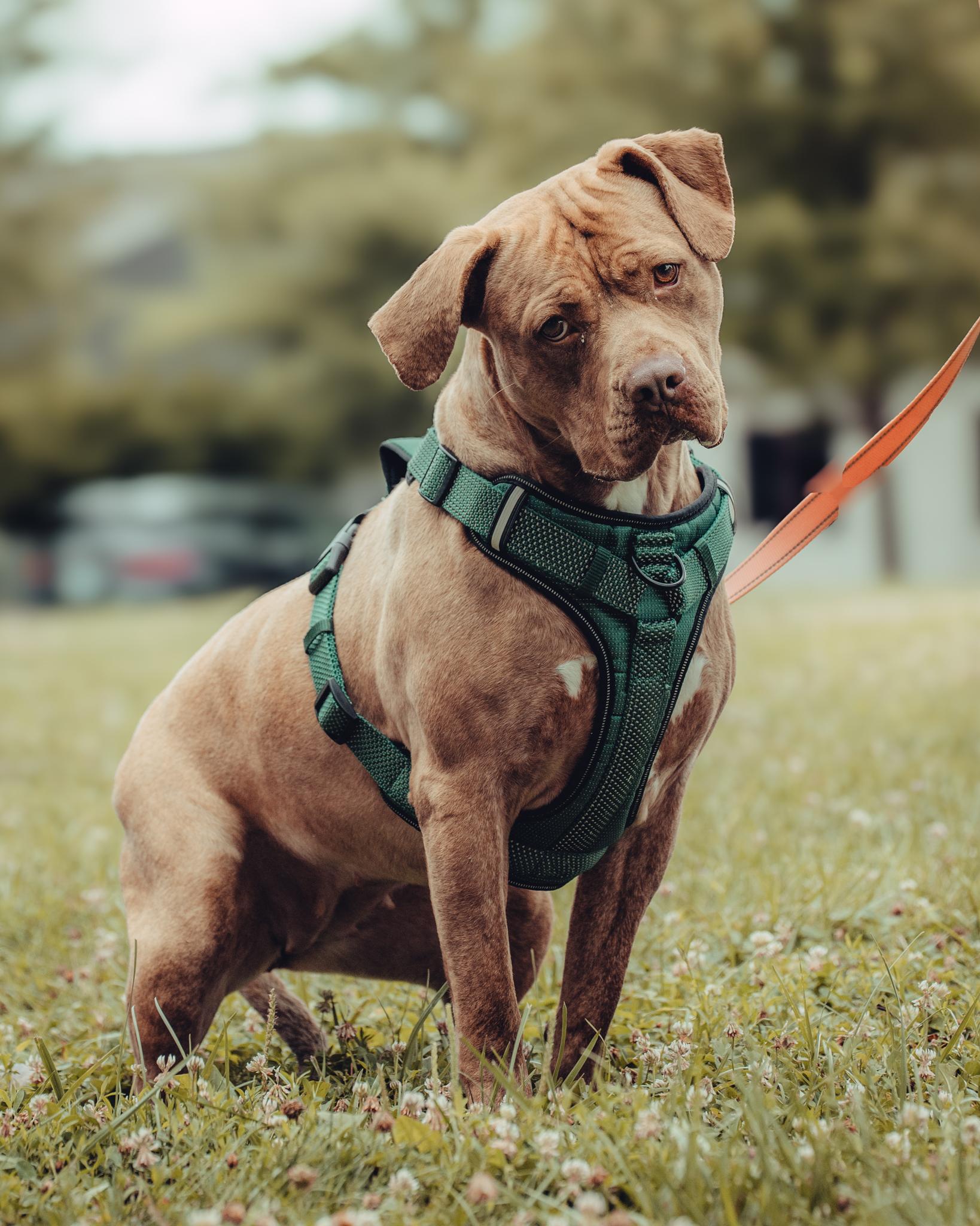 Enlarge Galinda, an adoptable mixed breed in Springfield, IL image 1/6
