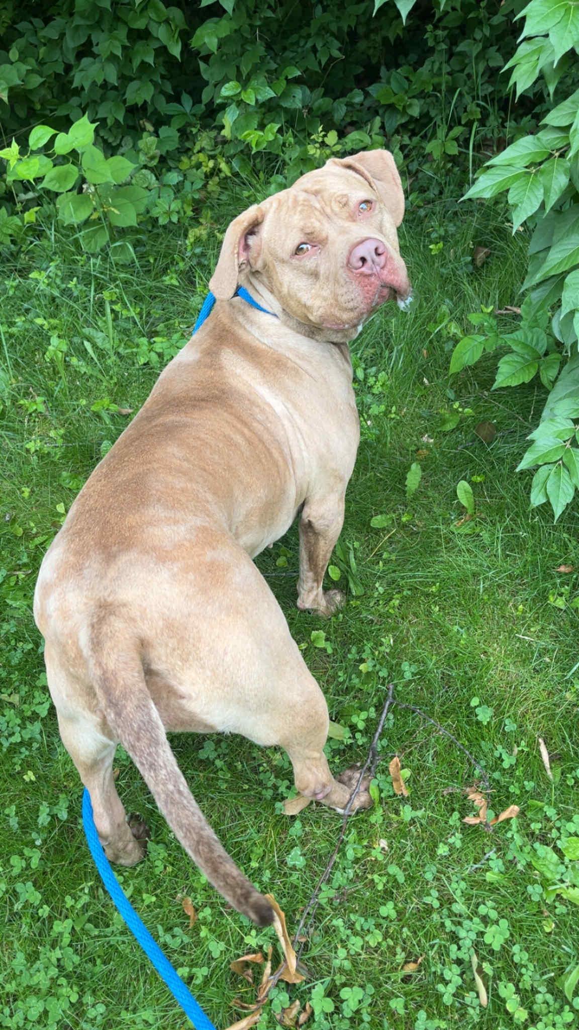 Galinda, Adult Female Pit Bull Terrier
