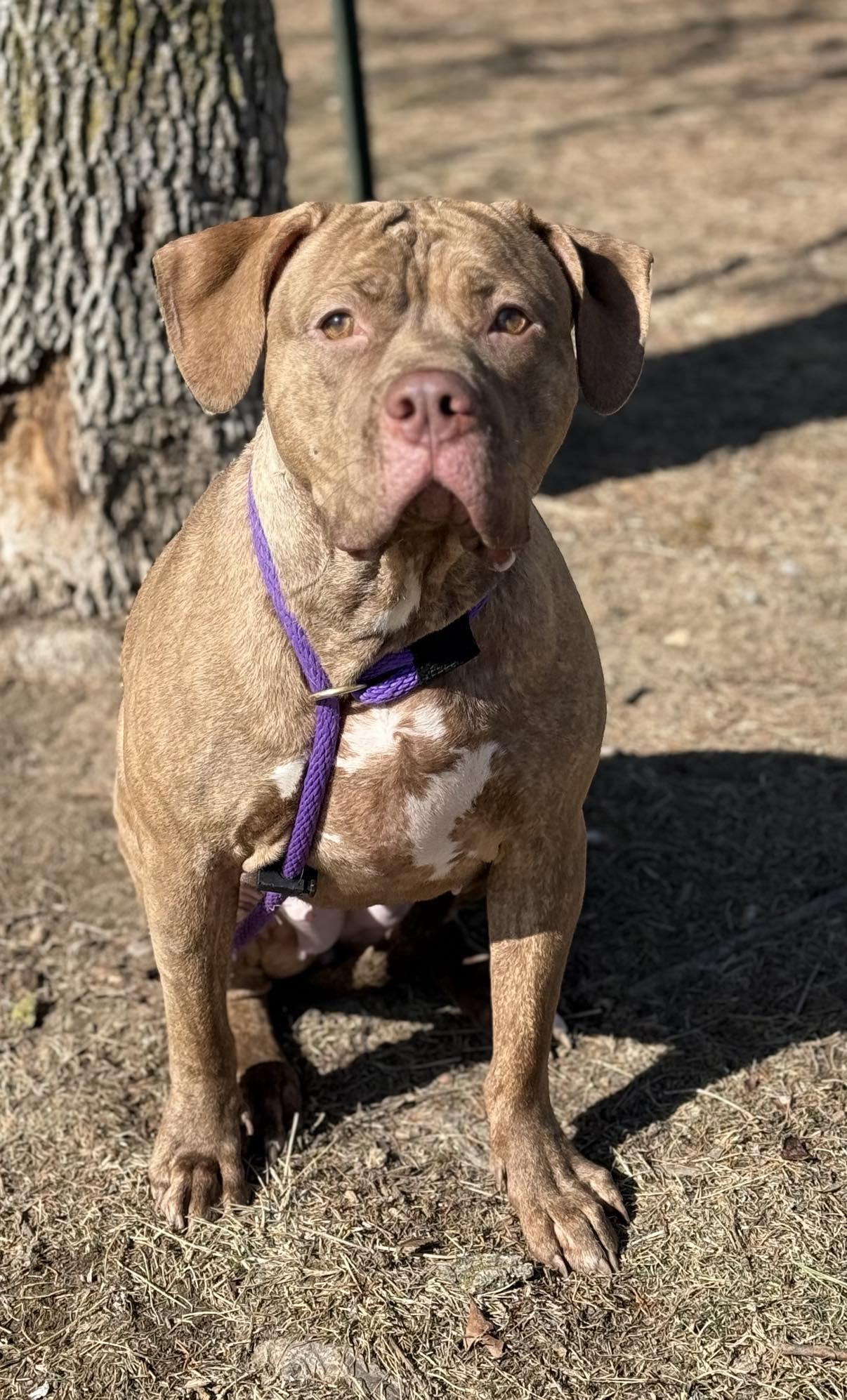 Enlarge Galinda, an adoptable mixed breed in Springfield, IL image 3/6