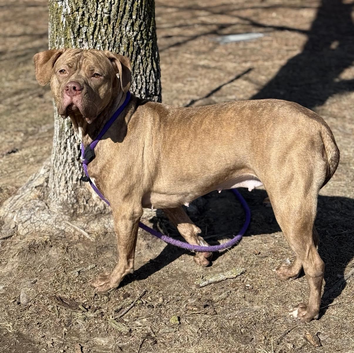 Enlarge Galinda, an adoptable mixed breed in Springfield, IL image 5/6