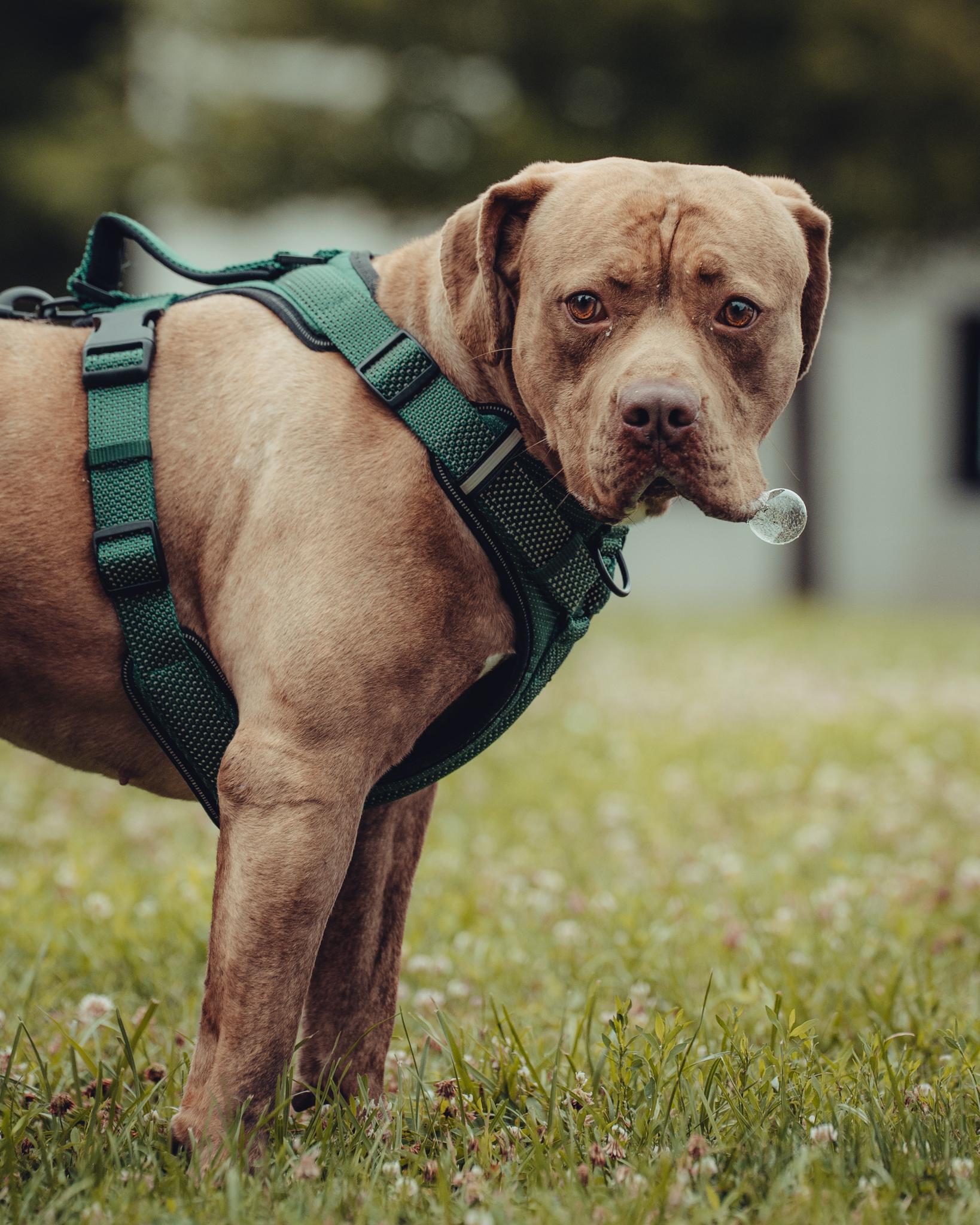 Enlarge Galinda, an adoptable mixed breed in Springfield, IL image 2/6