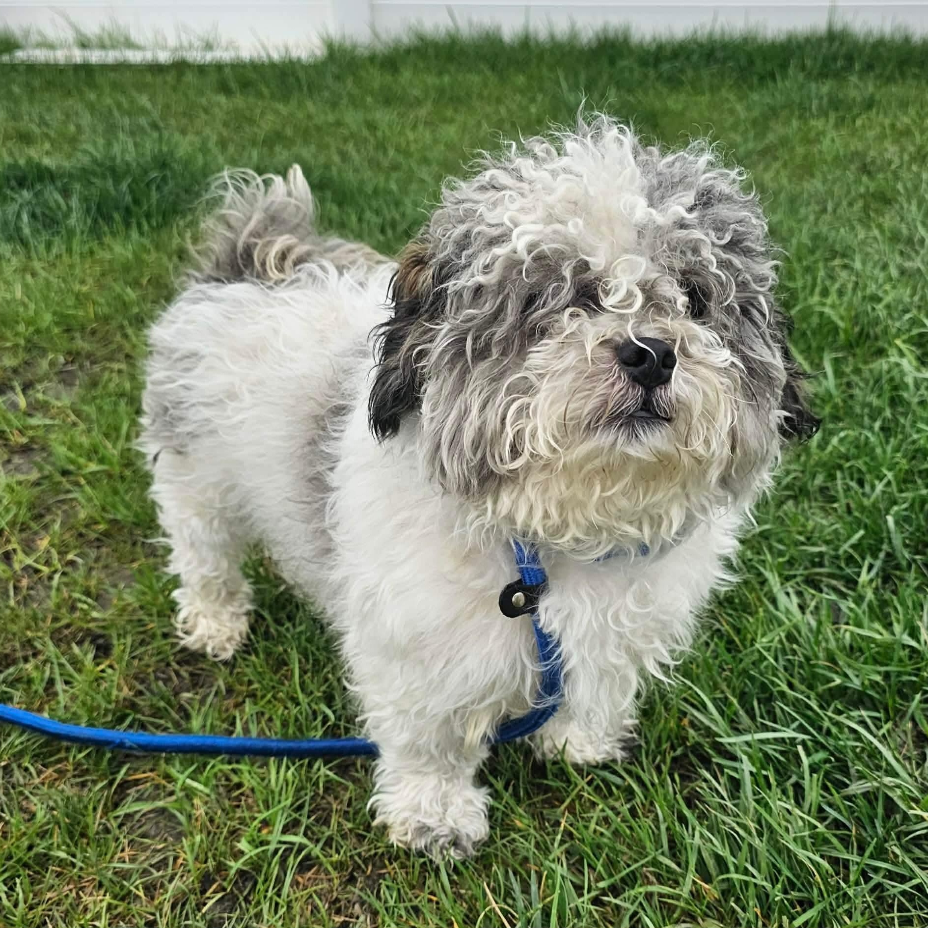 Enlarge Noodles, an adopted mixed breed in Minooka, IL image 2/2