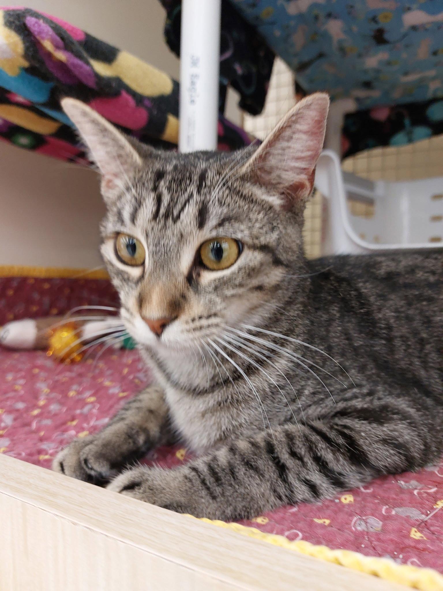 Enlarge Sophie, a Adopted mixed breed in Plano, TX image 1/2