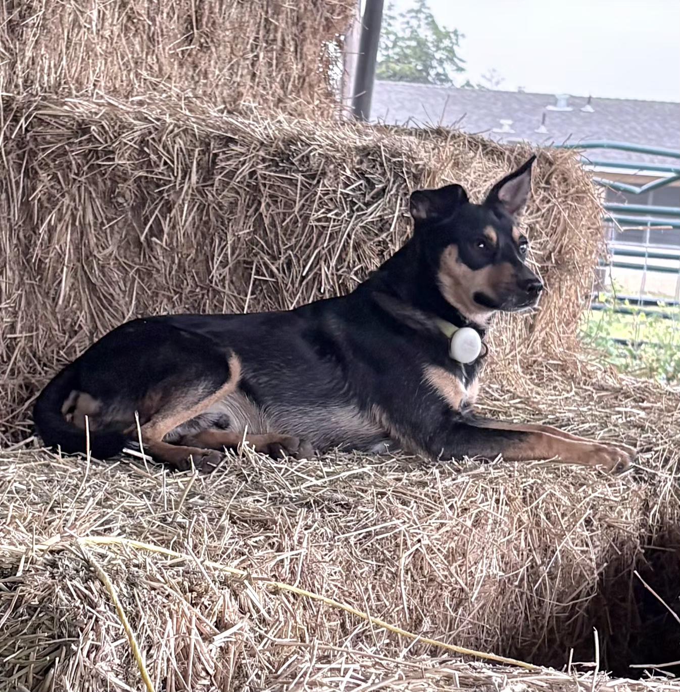 Enlarge Nikki, a ADOPTABLE mixed breed in Tracy, CA image 4/4
