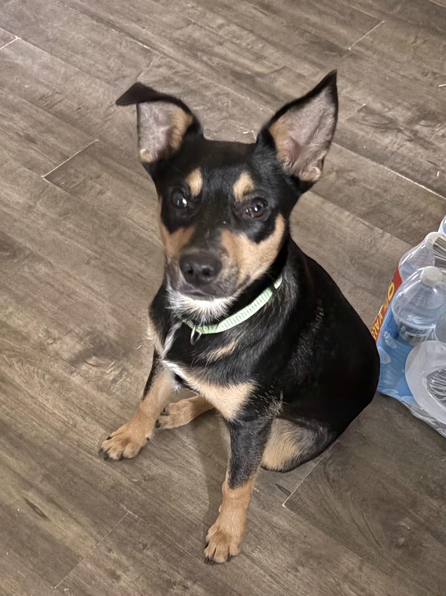 Nikki, ADOPTABLE, Young Male Terrier & Cattle Dog.