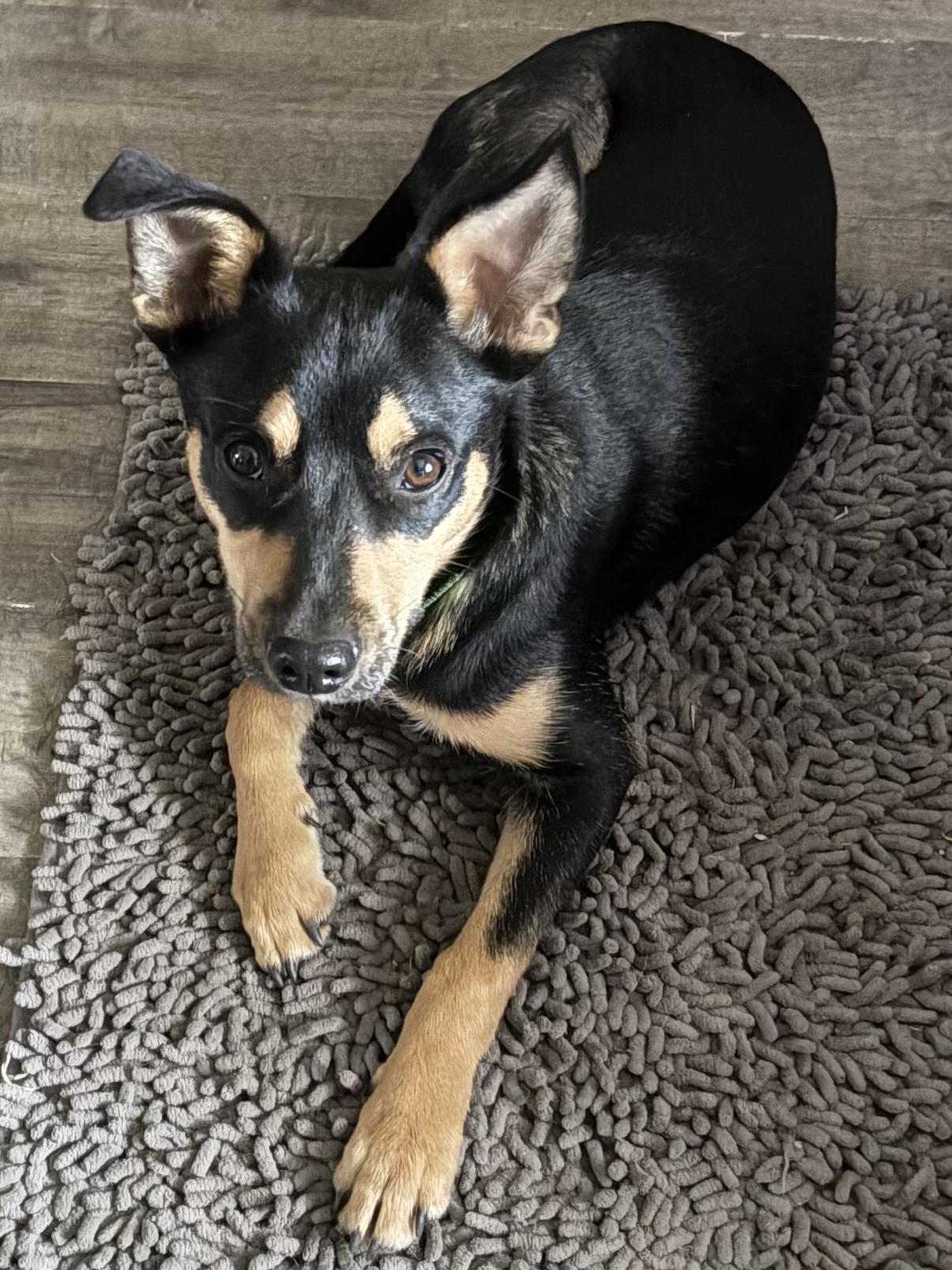 Enlarge Nikki, a ADOPTABLE mixed breed in Tracy, CA image 3/4